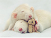 Adopción de roedores, lagomorfos y demás