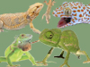 Fichas Generales - Lagartos, Camaleones, Agámidos y Geckos