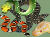 Fichas Generales - Serpientes