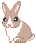 Senior rabbit